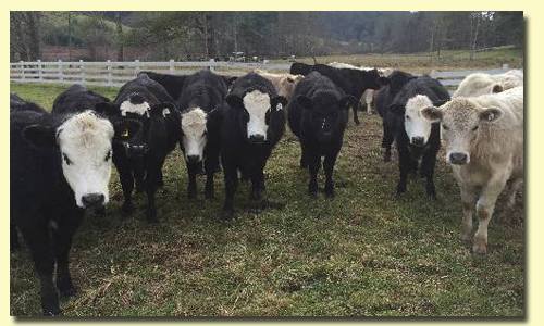 Far Horizon Farms - Tennessee grass fed beef Beef